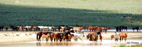 Horses in the Steppes in Summer